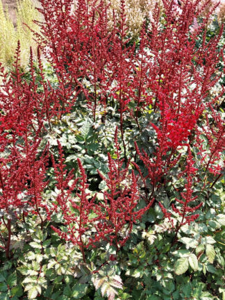 Astilbe Red Skyscraper