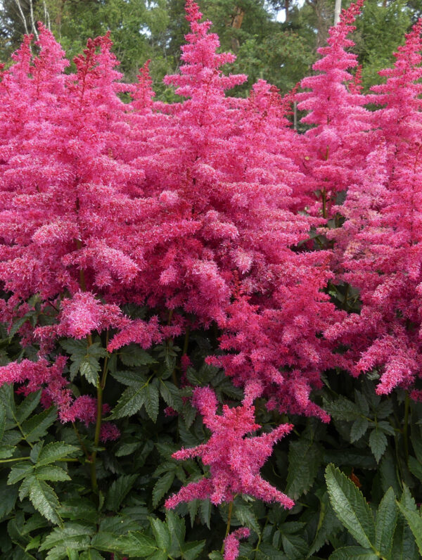 Astilbe Big Band