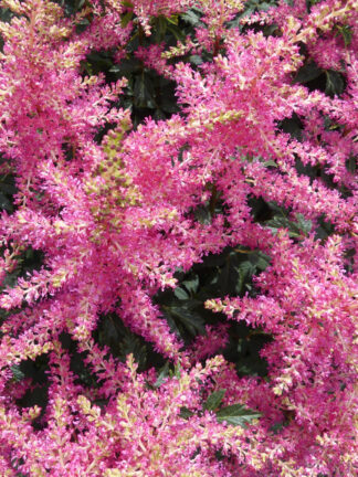Astilbe Power Pop