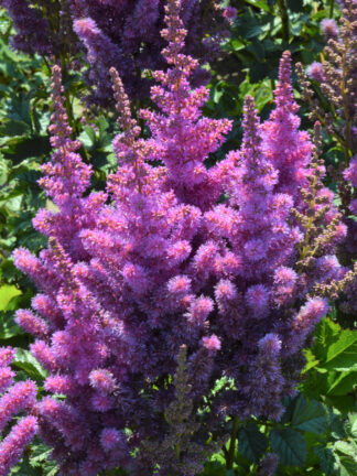 Astilbe  Black Pearls