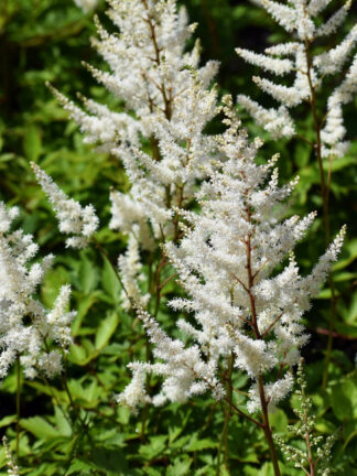 Astilbe  Brautschleier