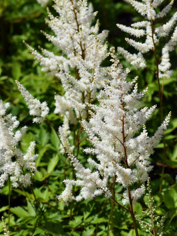 Astilbe  Brautschleier