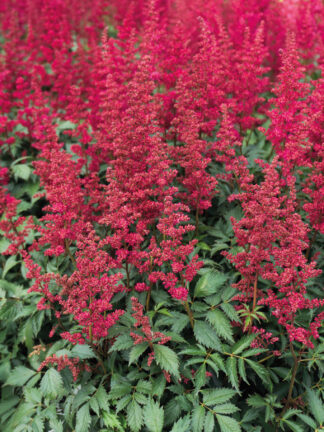Astilbe Burgundy Red
