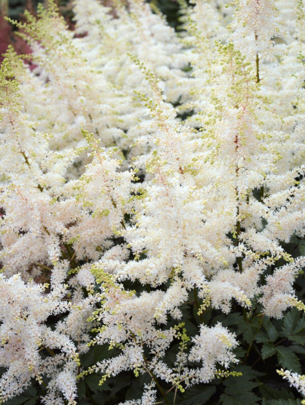 Astilbe  Close Harmony