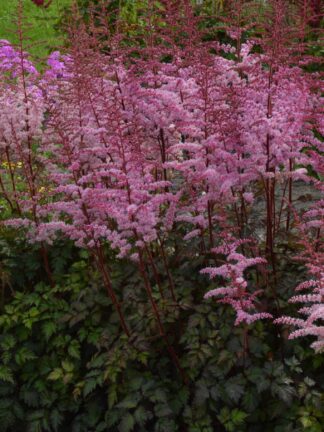 Astilbe  Color Flash