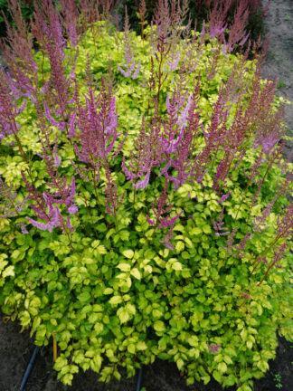 Astilbe  Color Flash Lime