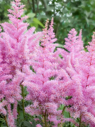 Astilbe  Darwin's Dream