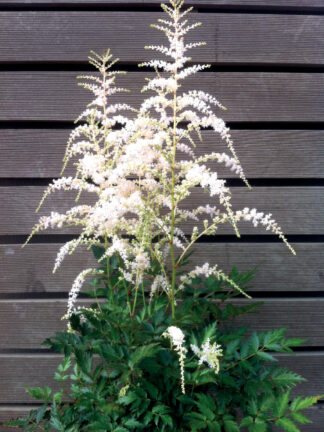 Astilbe  Darwin's Snow Sprite