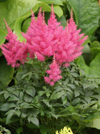 Astilbe  Drum and Bass