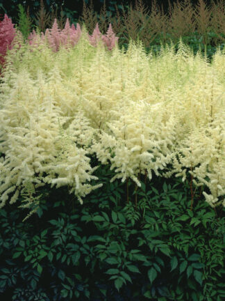 Astilbe  Ellie