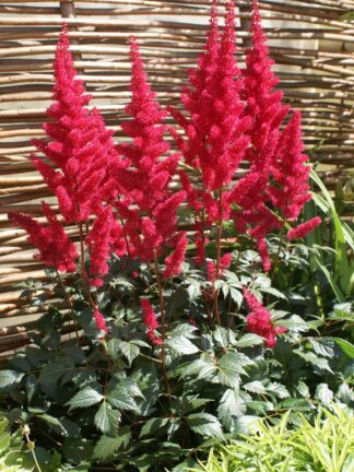 Astilbe  Fanal