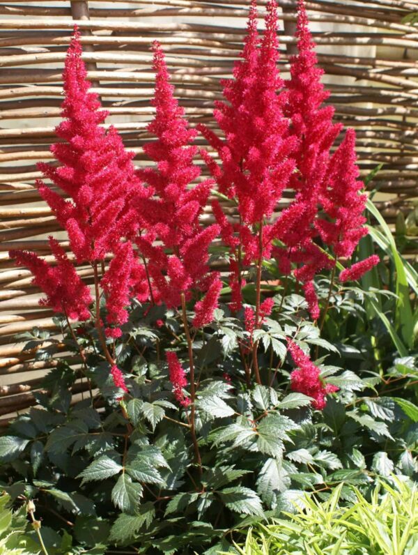 Astilbe  Fanal