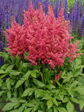 Astilbe  Fireberry
