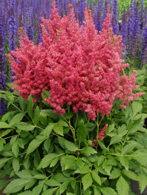Astilbe  Fireberry