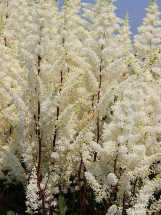 Astilbe  Happy Spirit
