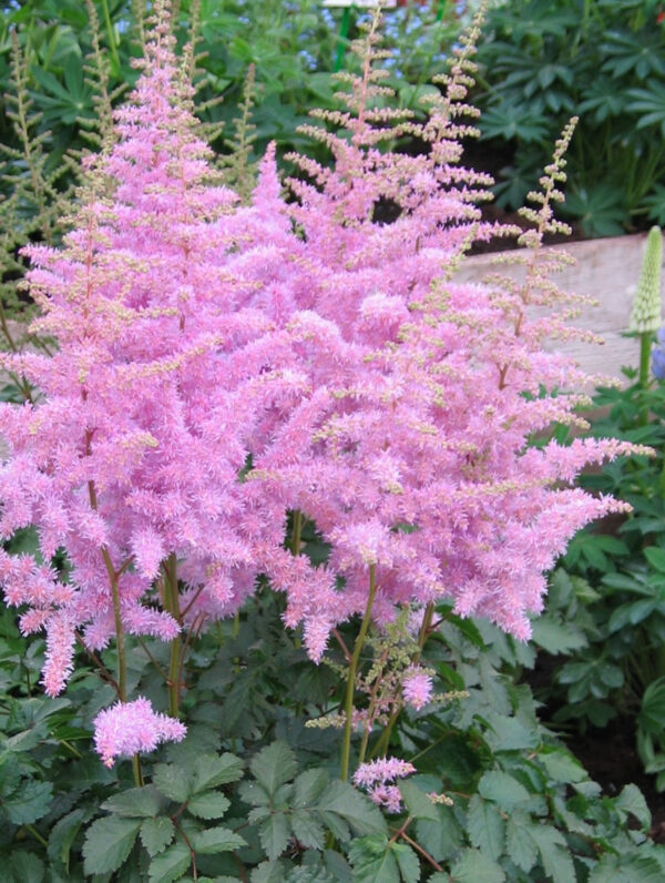 Astilbe  Heart and Soul