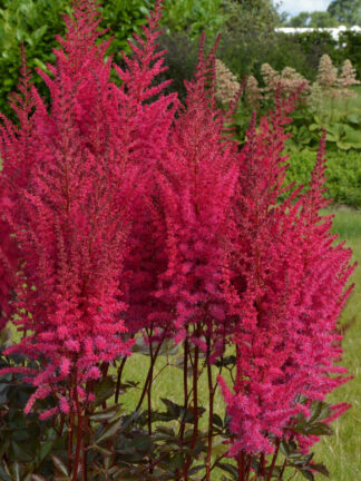 Astilbe  Mighty Chocolate Cherry