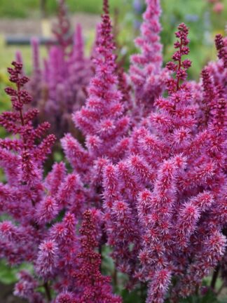 Astilbe  Purple Rain