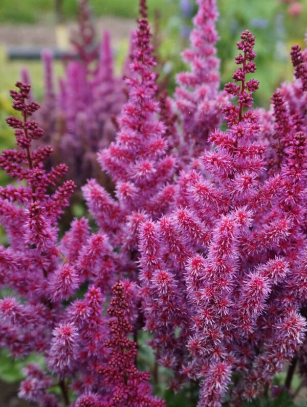 Astilbe  Purple Rain