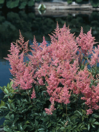 Astilbe  Rheinland