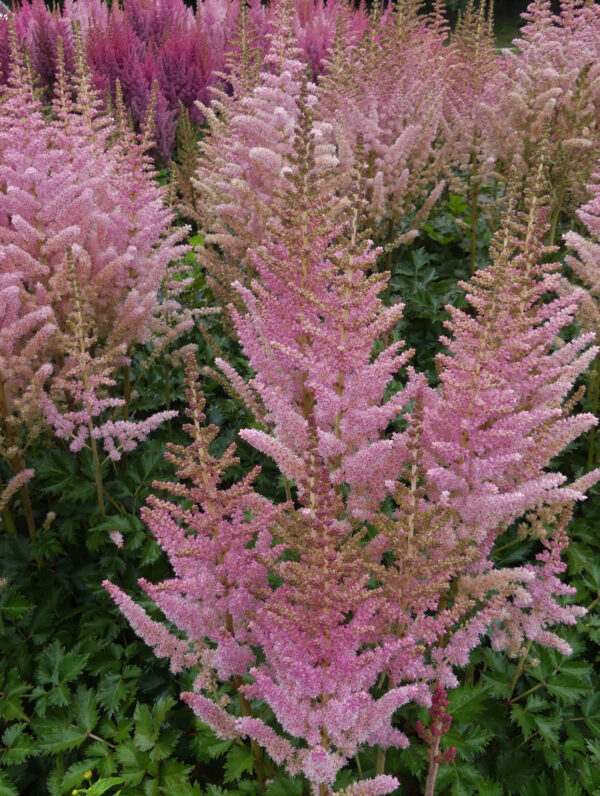 Astilbe Satin Pearls