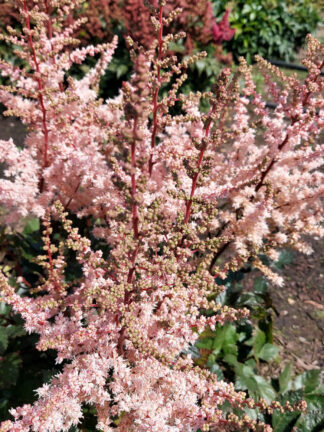 Astilbe Spotlight