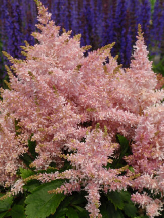 Astilbe  Sugarberry