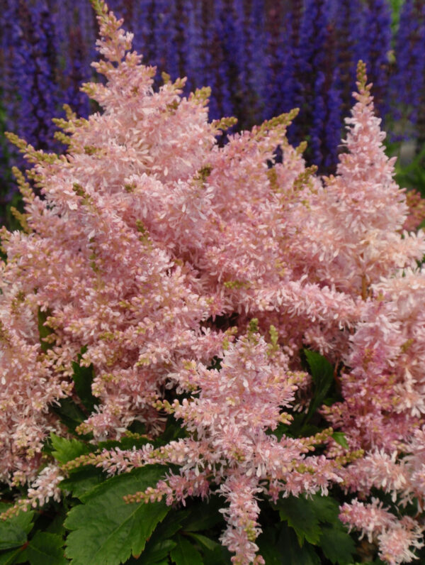 Astilbe  Sugarberry