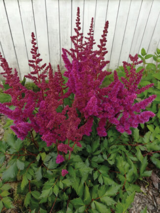 Astilbe Vision in Red