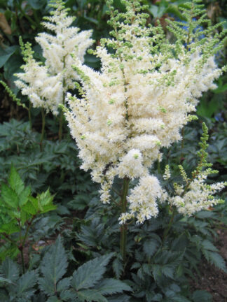 Astilbe Vision in White