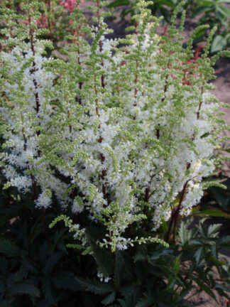 Astilbe  Whiteberry