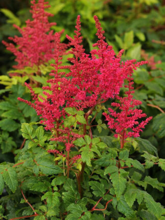 Astilbe  Younique Carmine