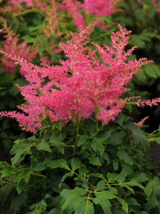 Astilbe  Younique Cerise