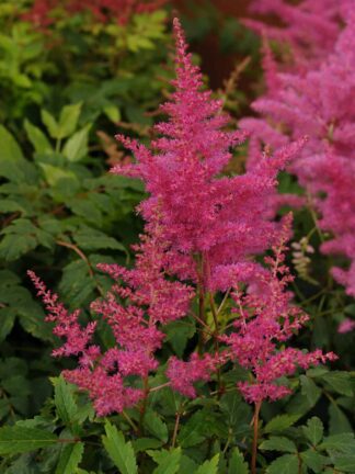 Astilbe  Younique Lilac