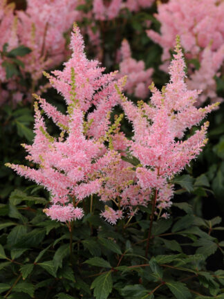 Astilbe  Younique Salmon