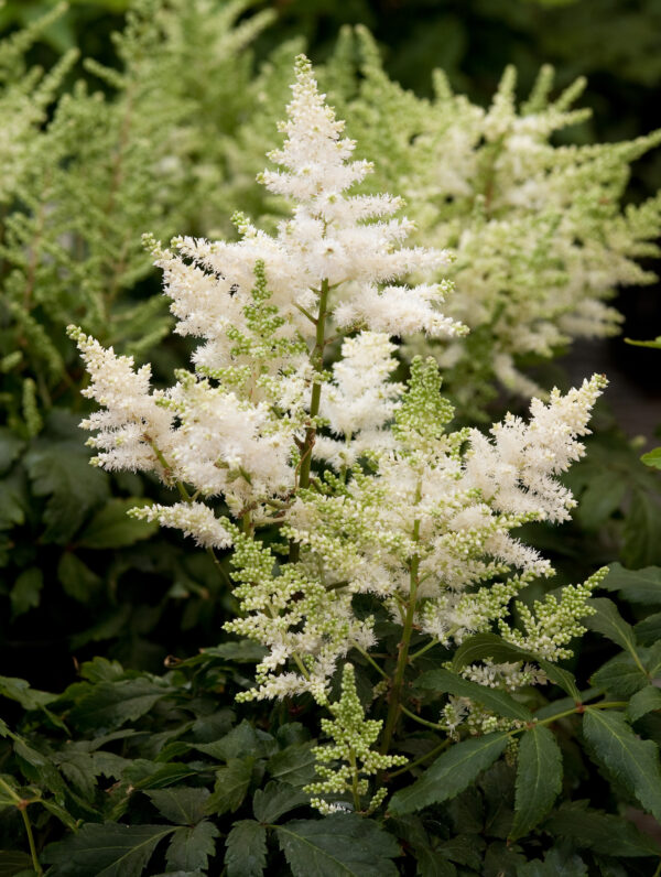 Astilbe  Younique White