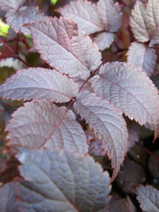 Astilbe  Chocolate Shogun