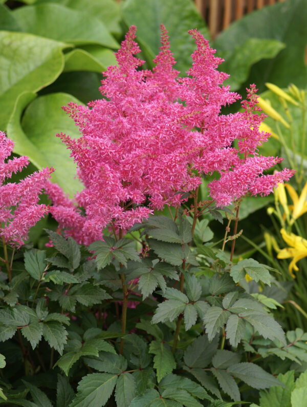 Astilbe  Rhythm and Blues