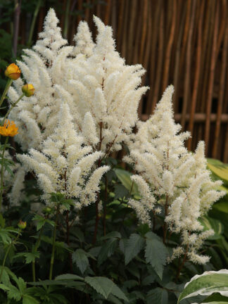 Astilbe  Rock and Roll