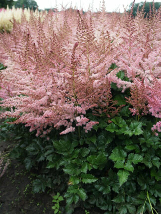 Astilbe  Razzle Dazzle