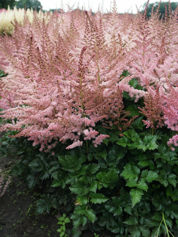 Astilbe  Razzle Dazzle