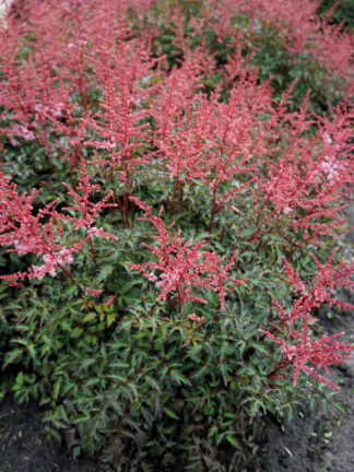 Astilbe Key West