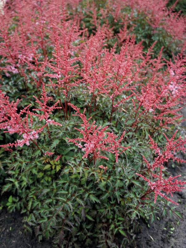 Astilbe Key West