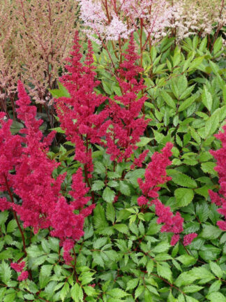 Astilbe  Vision Vulcano