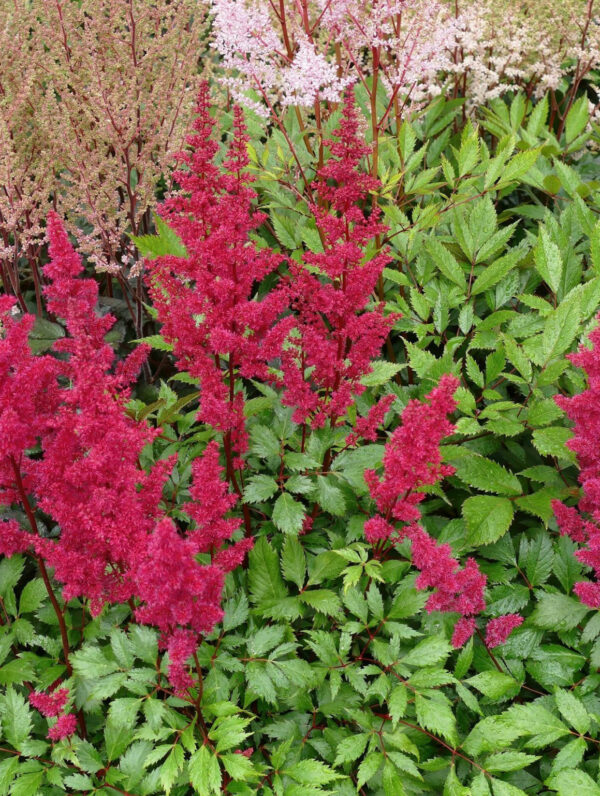 Astilbe  Vision Vulcano