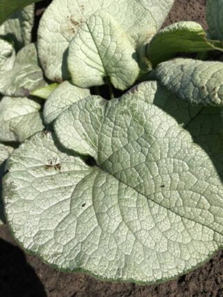 Brunnera Alexandria