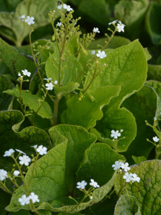 Brunnera Betty Bowring