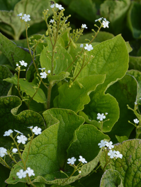 Brunnera Betty Bowring