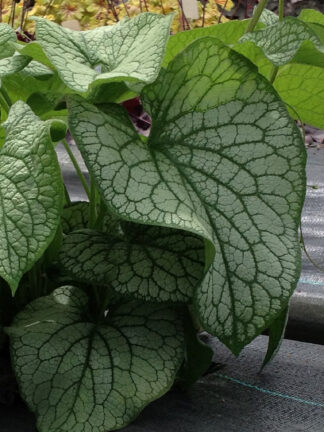 Brunnera  Alexander's Great