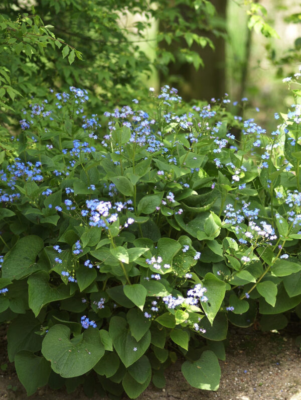 Brunnera  macrophylla